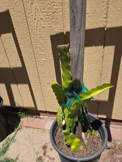 Dragonfruit plants