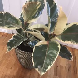 Plant