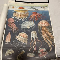 Jellyfish Poster