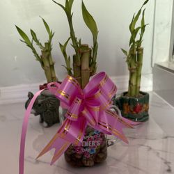 Bamboo Arrangement for Mothers Day Or Teacher Appreciation Week