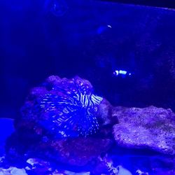 Saltwater Tank 