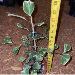 6” pot Super Healthy Indoor Plant (Heart Leaf Triangularis), exact plant, 95820
