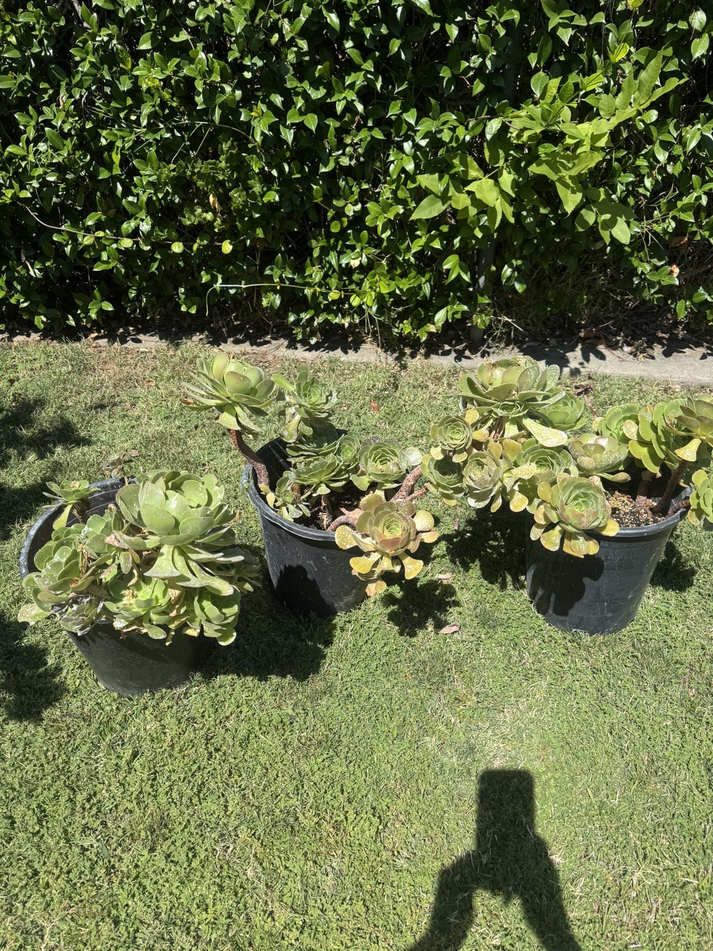 Succulent Plants