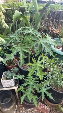 Papaya tree