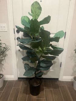 Tall fiddle, fig, artificial plant