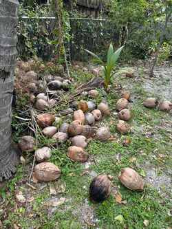 Coconuts