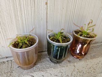 Carnivorous Cape Sundew (Drosera capensis) Plants