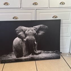 Elephant Frame 🖼️ 