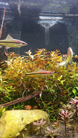 LIVE Aquatic plants for fish tanks