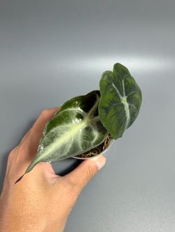 Alocasia Venom. Exact plant.