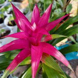 Plants Plants Plants 