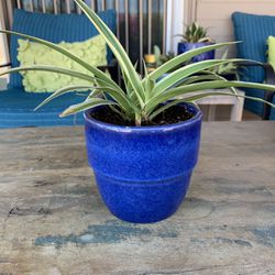 Spider Plant In Ceramic Glazed Pot