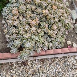 a heap of Beautiful plant