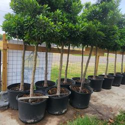 Japanese Blueberry Tree 30gallons 10ft Tall 