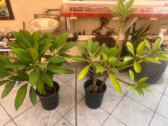 Plumeria Plants in Black Nursery Pots
