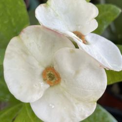 Corona De Cristo $25