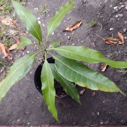 1ft Mango Tree