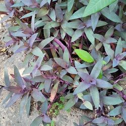 Purple Heart  Plants   