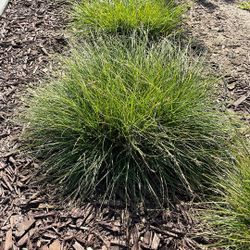 Blue Fescue