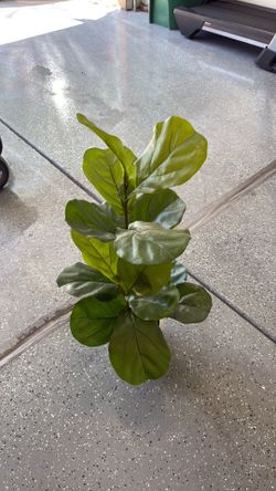 Fake Plant