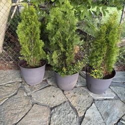Emerald Cedars