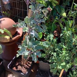 Collard Greens And Tomatoes And Corn And Watermelon Plants For Sale From 10 Bucks To 40 Bucks 