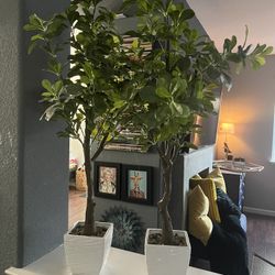 40” Tall Trees In Pot 2 