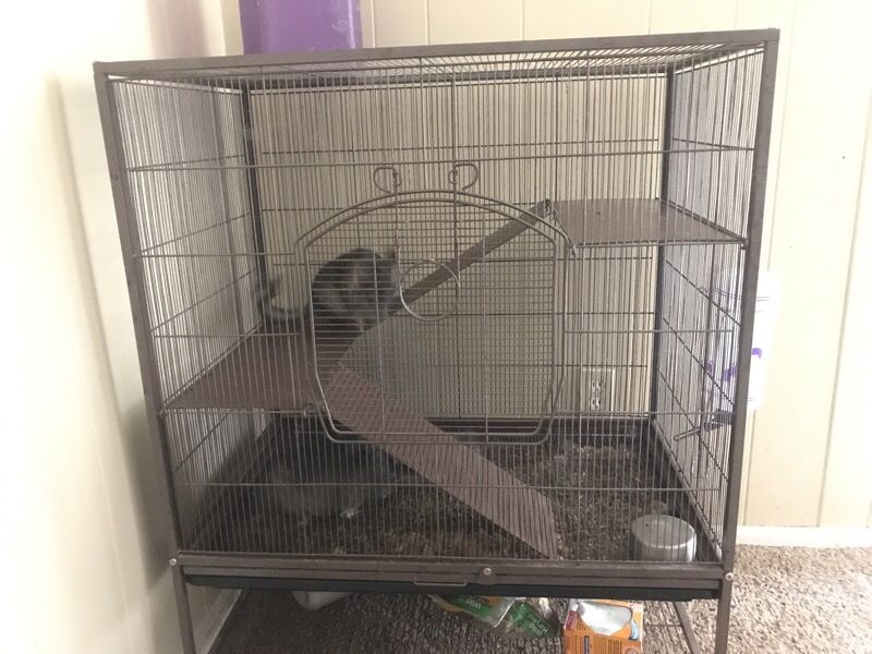 Chinchillas for sale