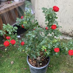Outdoor rose 