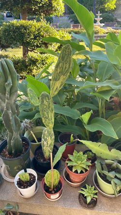 2’ tall Nopal cactus