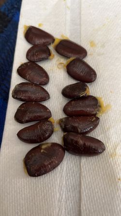 Paw Paw Fruit Seeds
