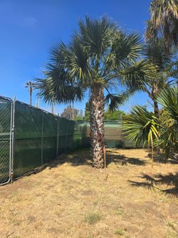 palm trees ready to load out