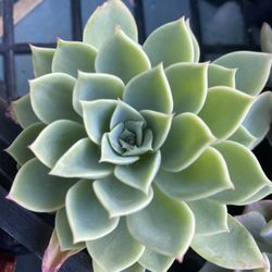 Echeveria Succulents