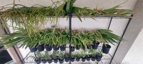 Cactus and Succulent Desert Plants