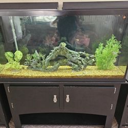 Fish Tank 