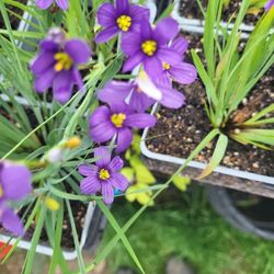 Perennial Plants