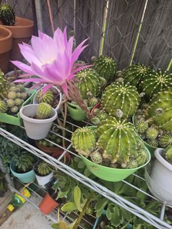 Suculenta $5