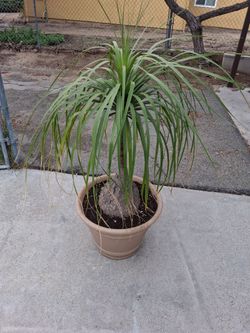Large Ponytail Palm Beaucarnea Recurvata Tree