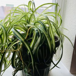 Curly Spider Plant In 8” Plastic Pot 