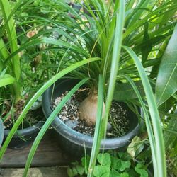 Elephants Foot