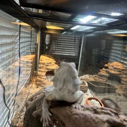 Hypo Zero bearded Dragon 70’ Gallon Terrarium 