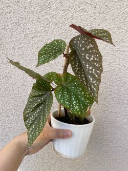 Begonia Lercerna plant