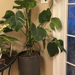 Large Monstera 