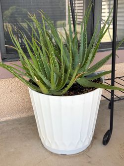 Aloe Vera Succulent Plant in White Plastic Pot