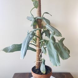 30” Philodendron silver sword