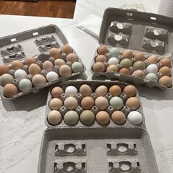 Farm Fresh Eggs