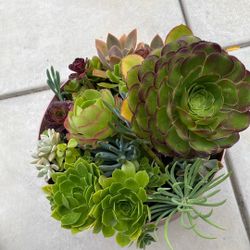 Succulent Arrangement Pot