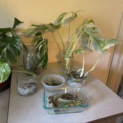 Monstera Albo Cuttings