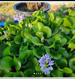Water Plant for sale $15 for all or $3 for each bucket not included