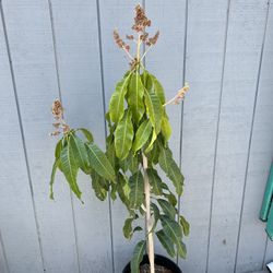 Large Carrie Mango Fruit Tree